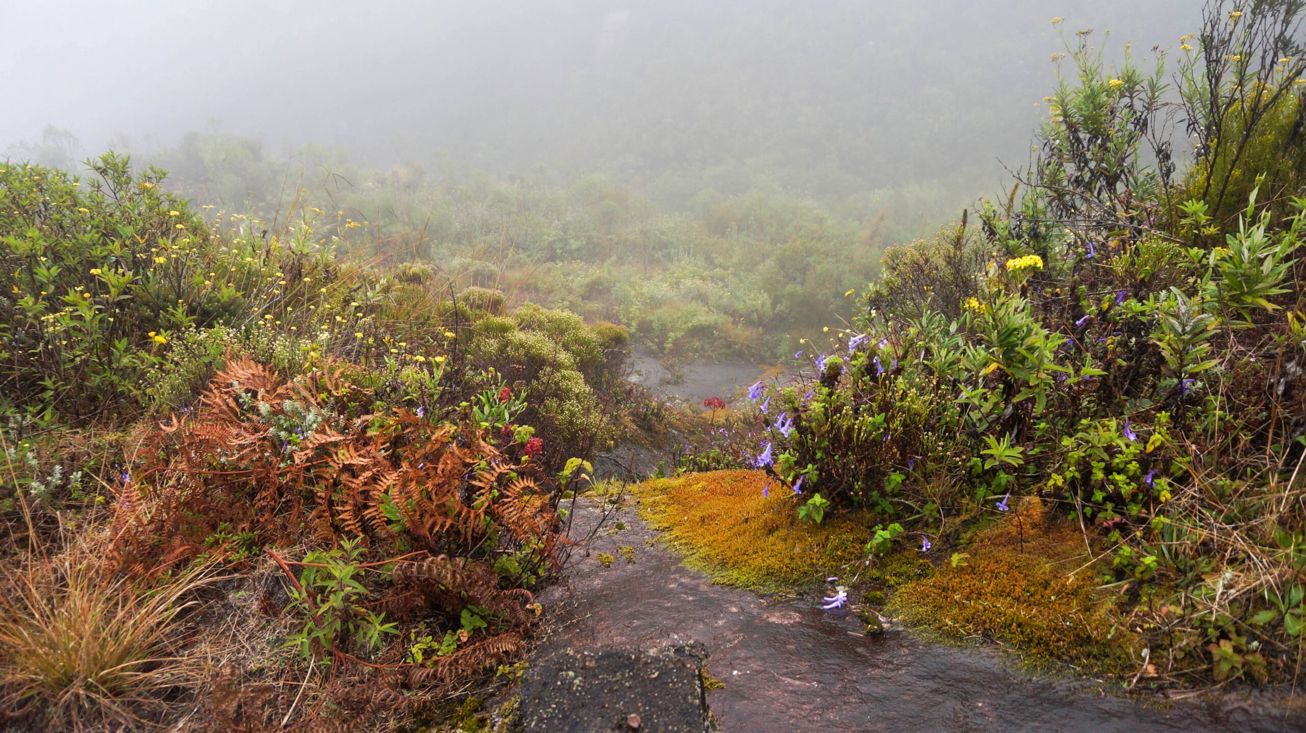 Renforcement du Réseau des Nouvelles Aires Protégées de Madagascar [S2NPA]