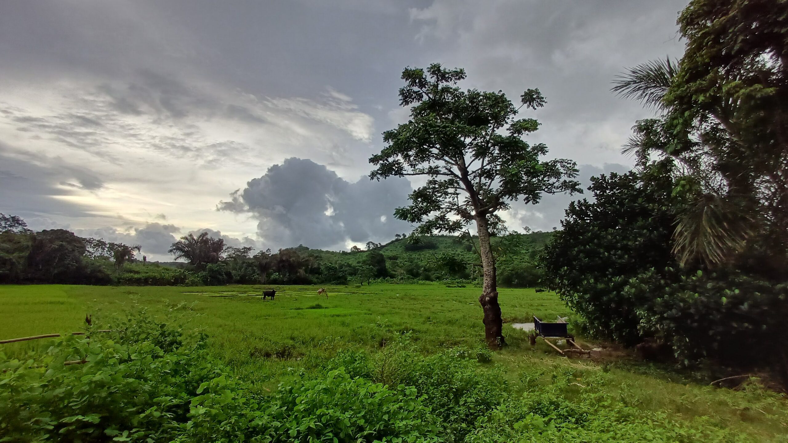 Promouvoir l’adaptation et la résilience climatiques par l’innovation et l’entrepreneuriat pour les emplois verts à Madagascar